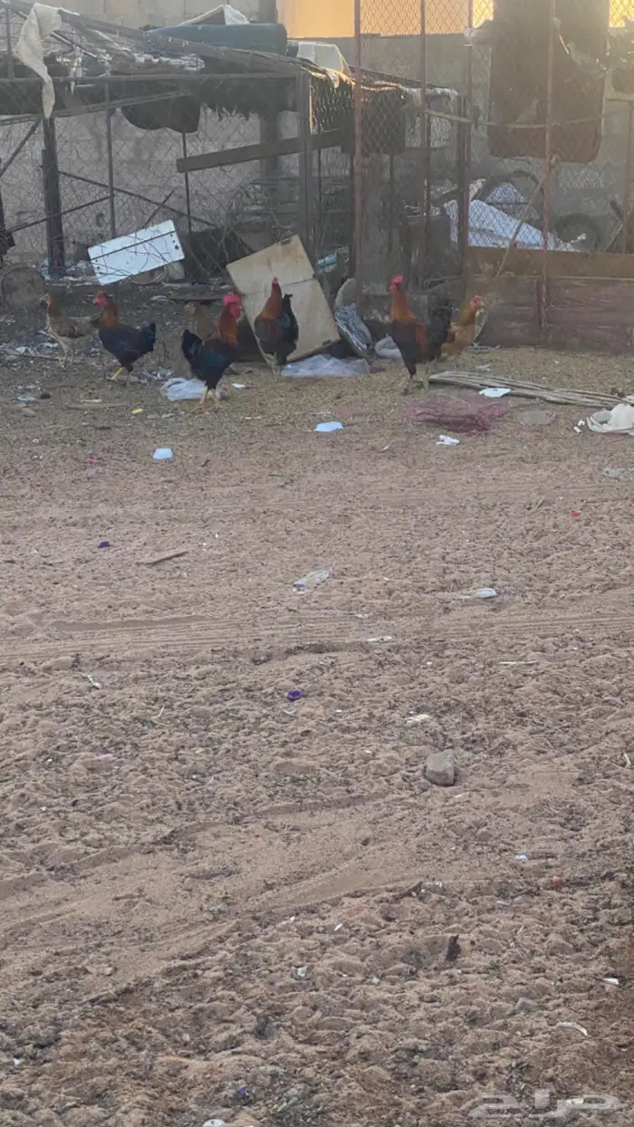 ديكه شرط والصحه ماشاءالله 2
