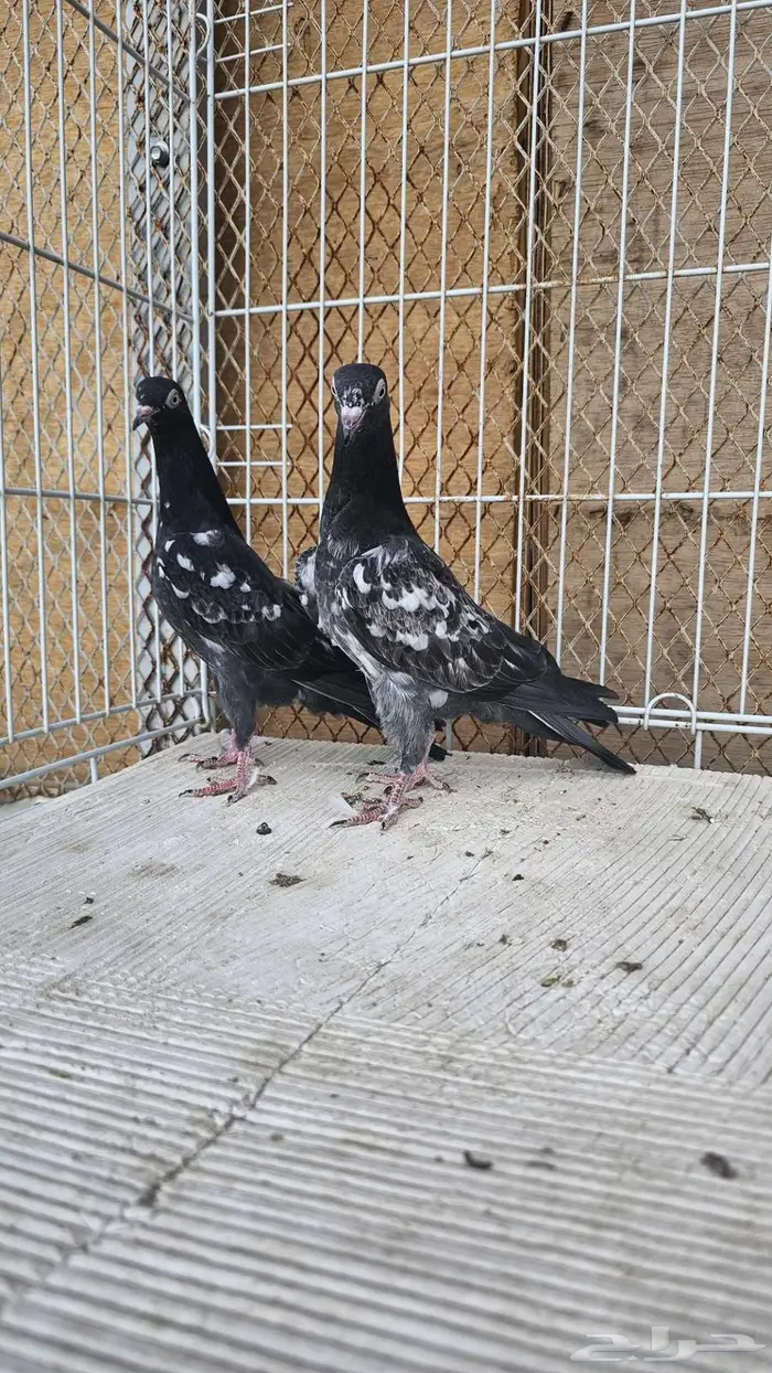 طبه باكستاني رام بوري 4