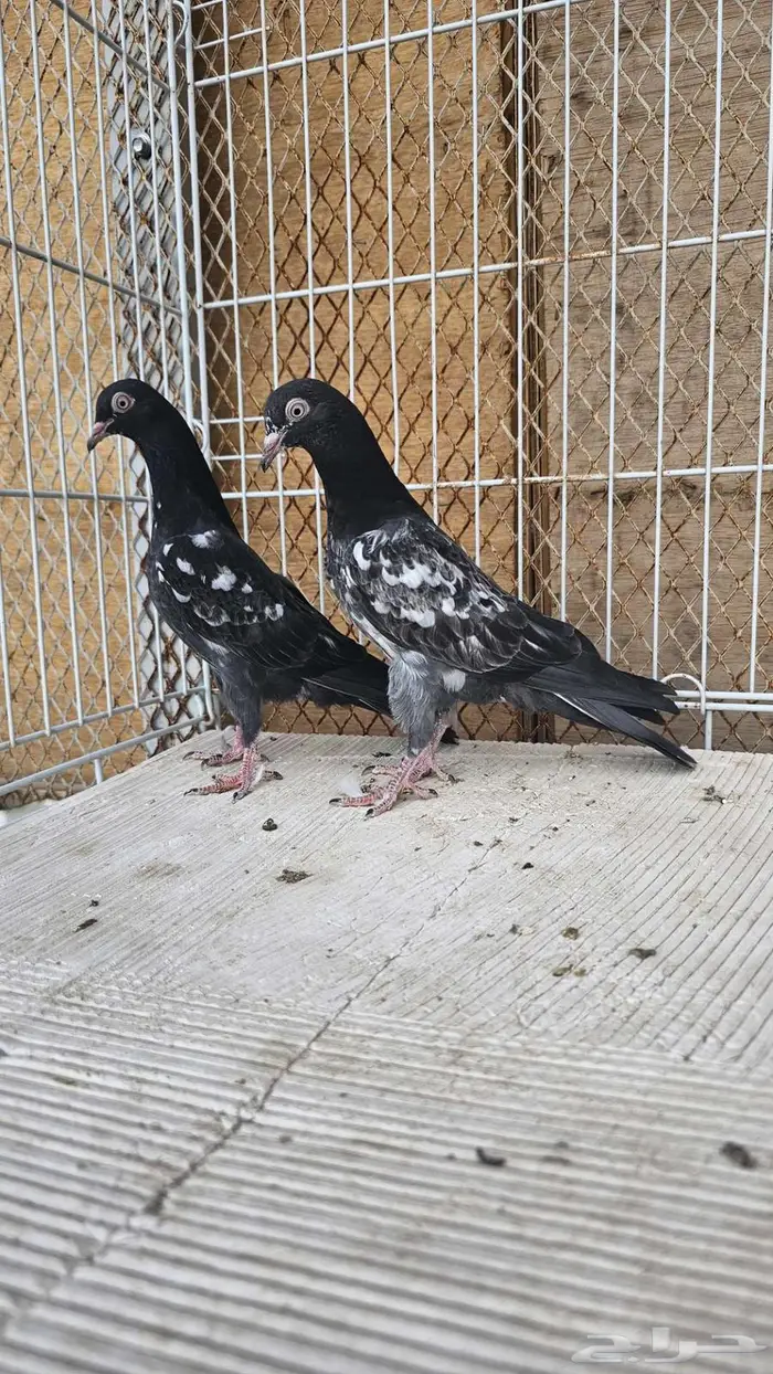 طبه باكستاني رام بوري 0