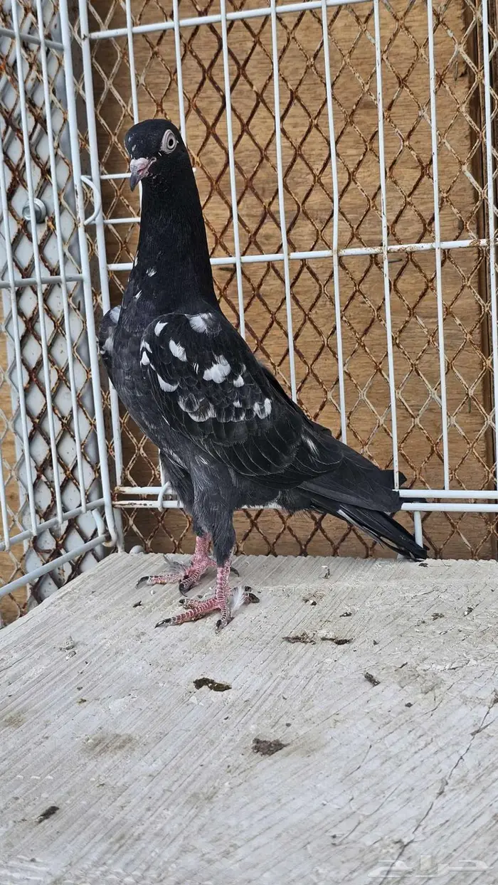 طبه باكستاني رام بوري 2