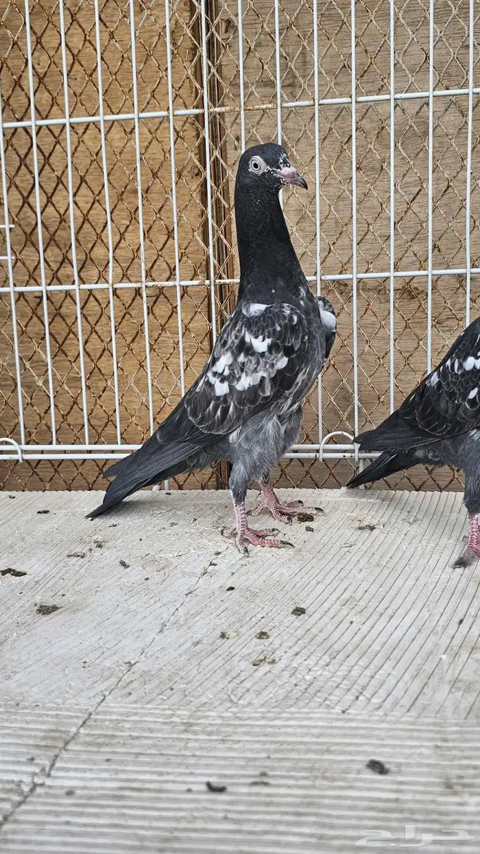 طبه باكستاني رام بوري 1