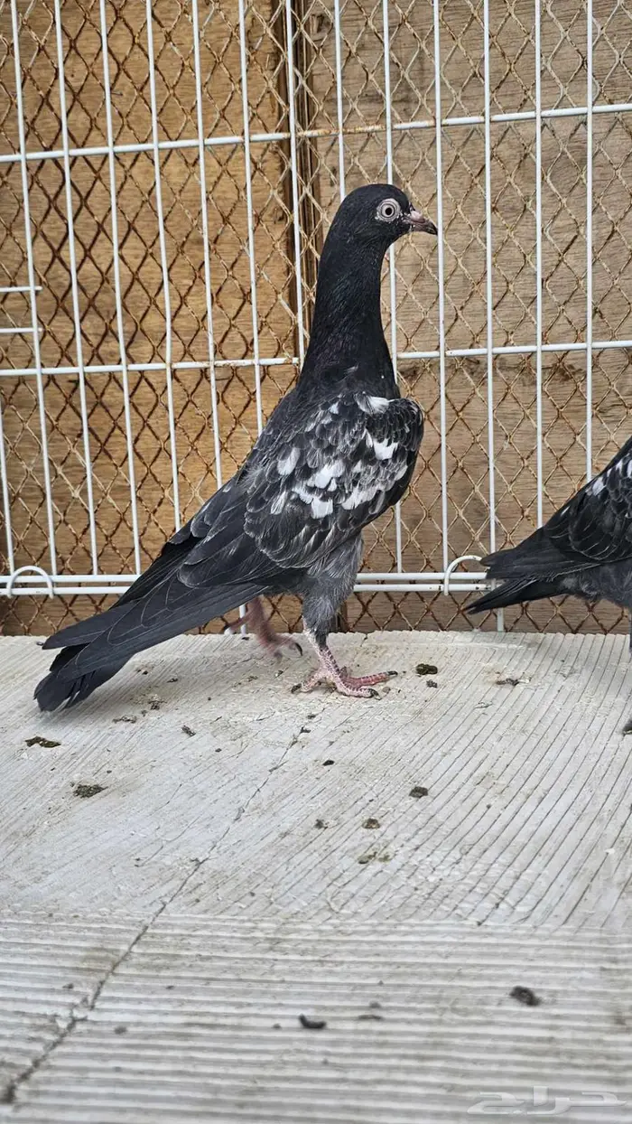 طبه باكستاني رام بوري 3