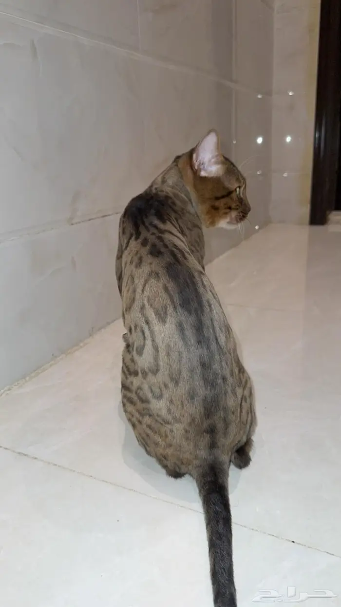 قط بنغال بيور 100  ذكر 3