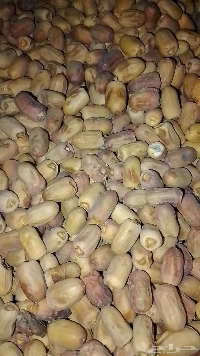 تمر قسب بديره حبه صغير 0