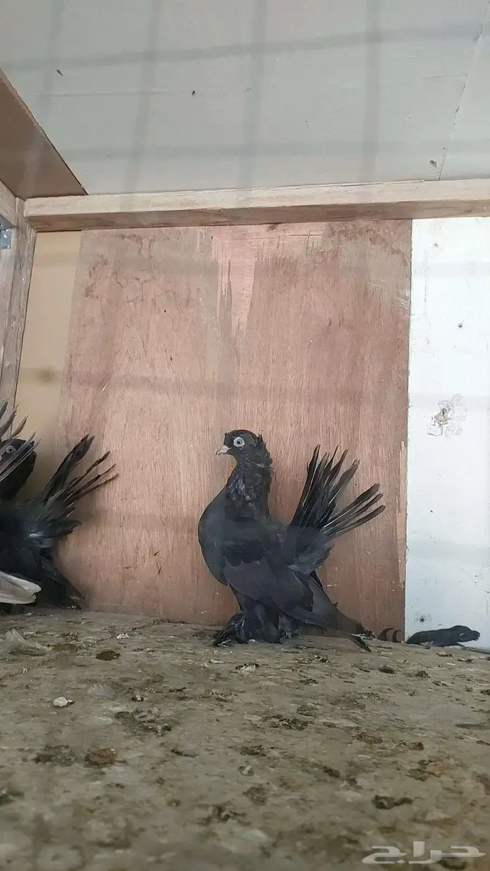 للبيع حمام الاسكا 3