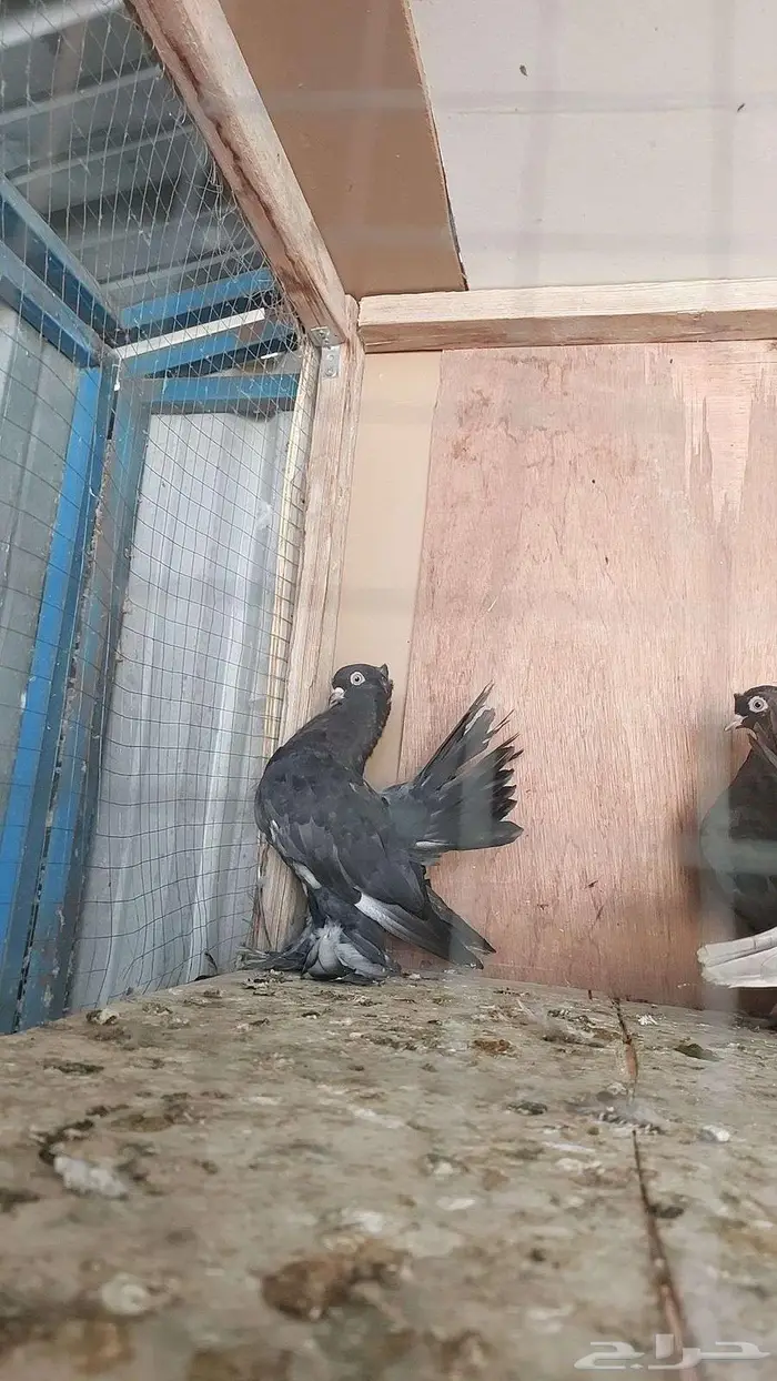 للبيع حمام الاسكا 1