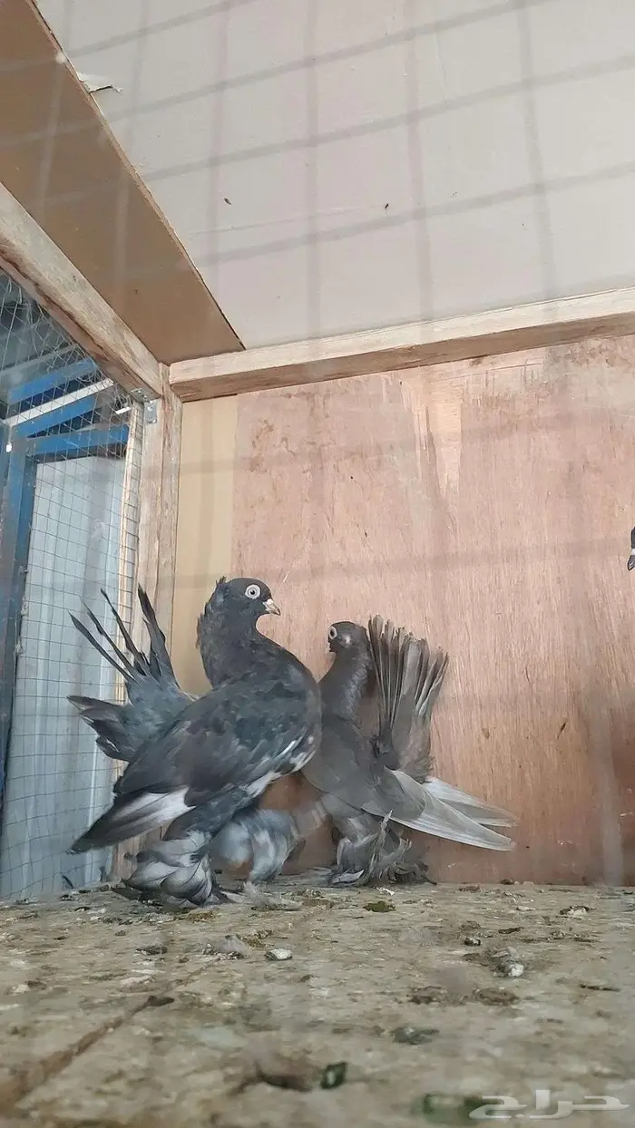 للبيع حمام الاسكا 6