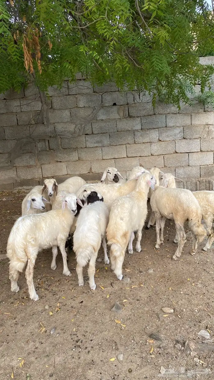 رخال ماعد 3طليان 0