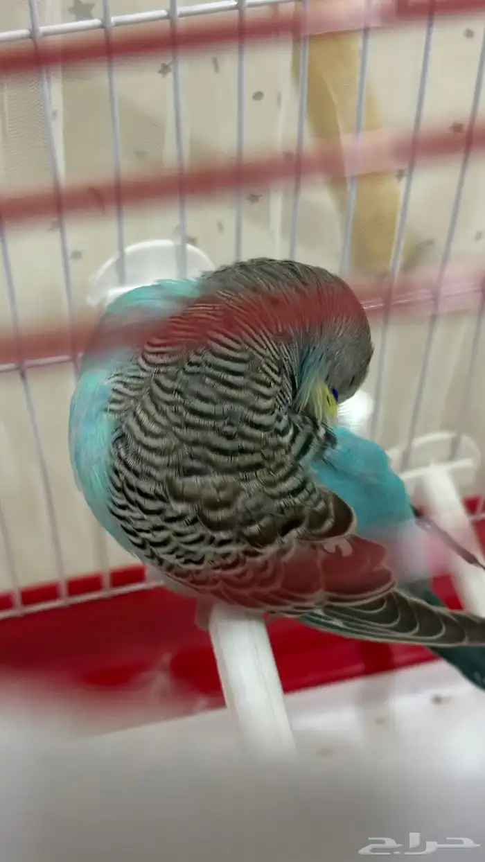 عصفور أنثى البادجي 4