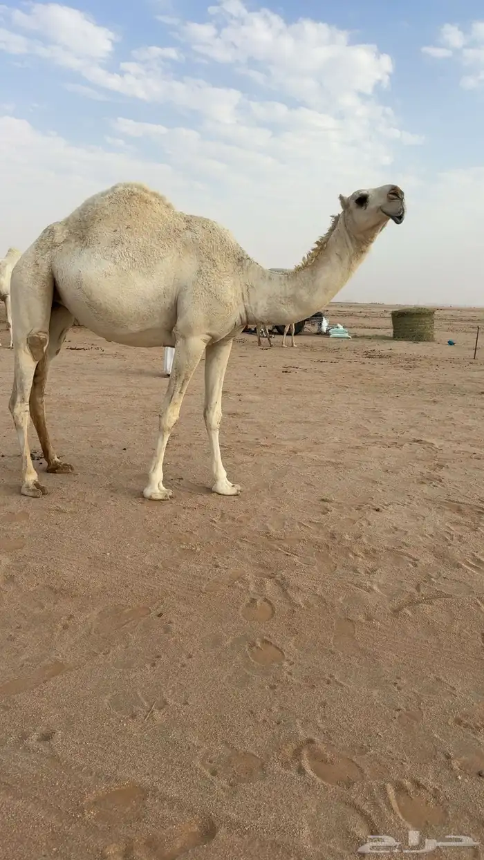 بعير منتج 1