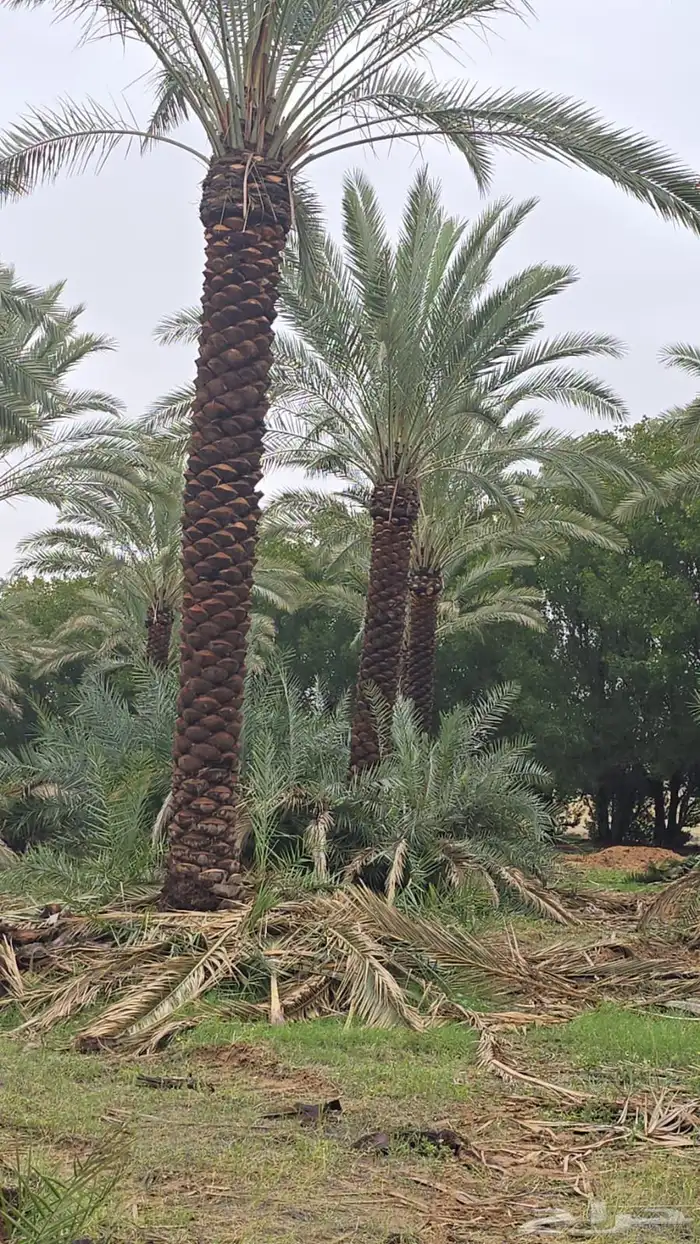 نخيل سكري ونواعيع للبيع 1