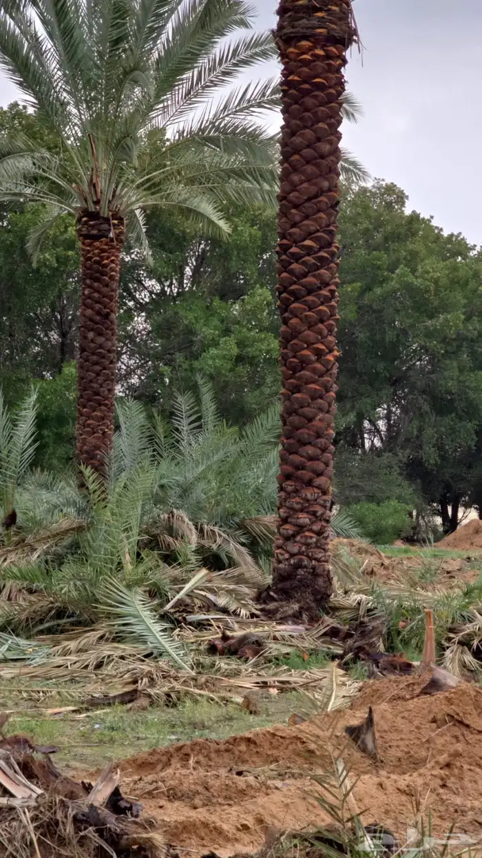 نخيل سكري ونواعيع للبيع 3