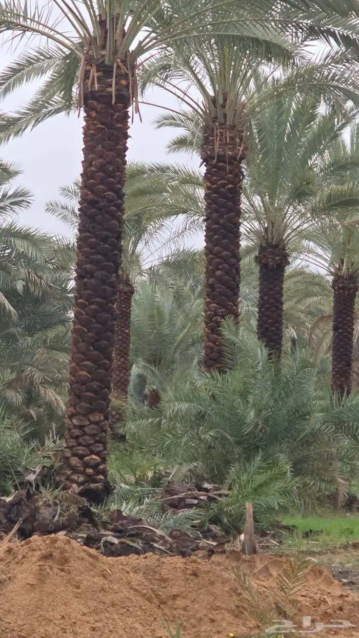 نخيل سكري ونواعيع للبيع 0