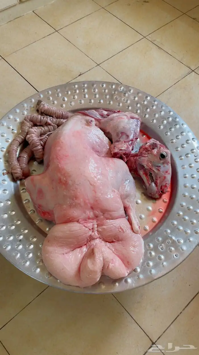 ذبايح 1