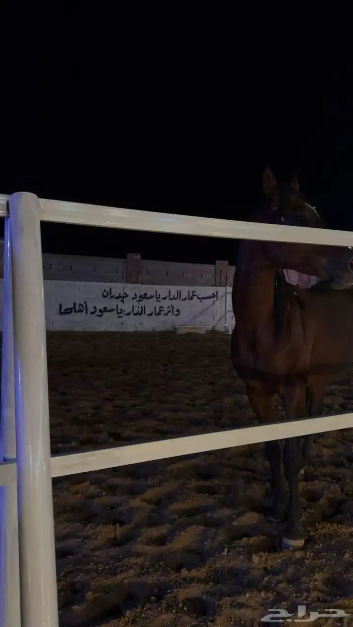 مخيم مع شاليه كبير للاجار دمج خلف حرس الحدود أسعار حلوه مناس 7