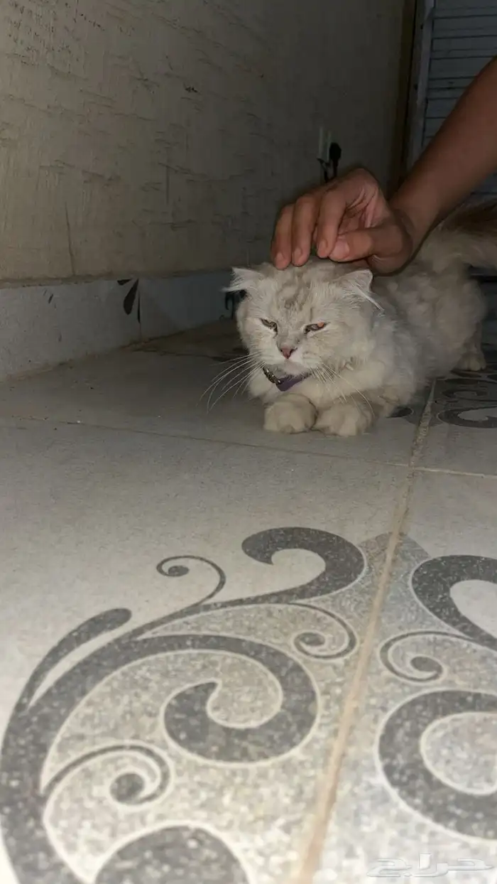 قطط للبيع 3