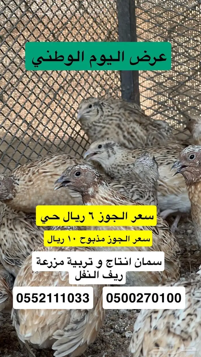 عروض اليوم الوطني سمان مزرعه ريف النفل 0