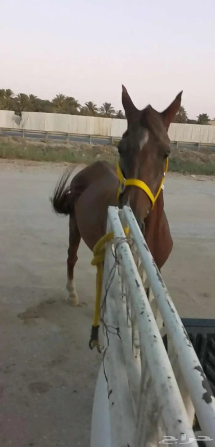 فرس شعبية البيع ب 9