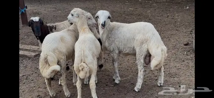 اربعة كباشة 0