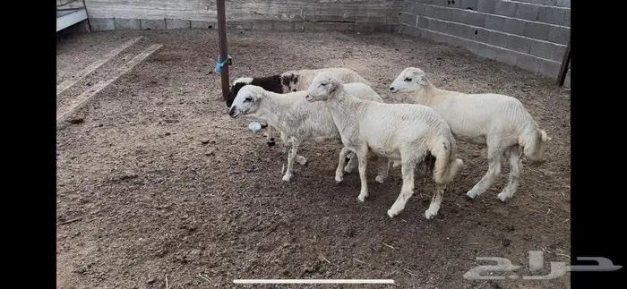 اربعة كباشة 2