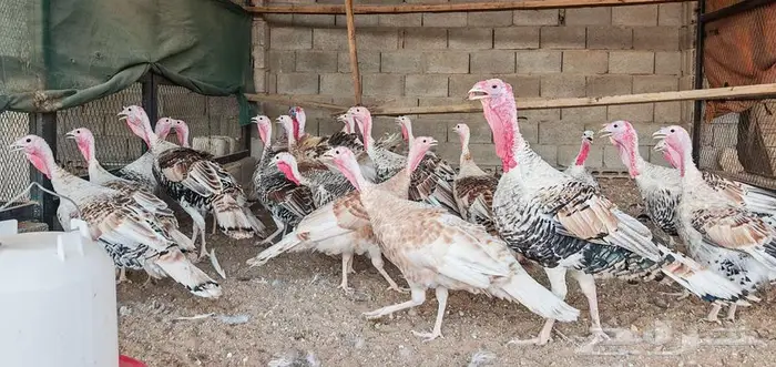 للبيت ديك رومي ودجاج رومي 0