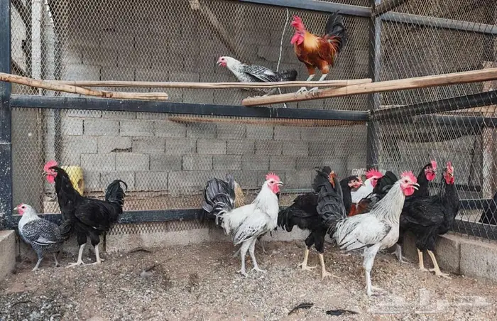 للبيت ديكه هجين تركي   فيومي مع بلدي 0