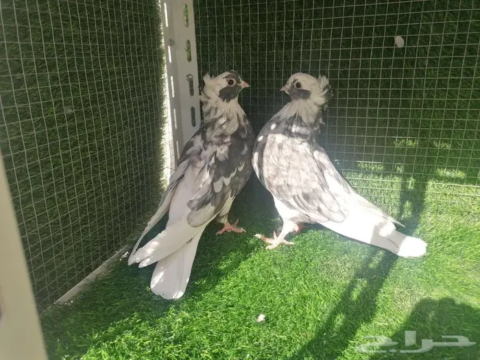 طبات قطيفي دخاني 1