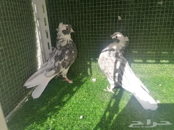 طبات قطيفي دخاني 2