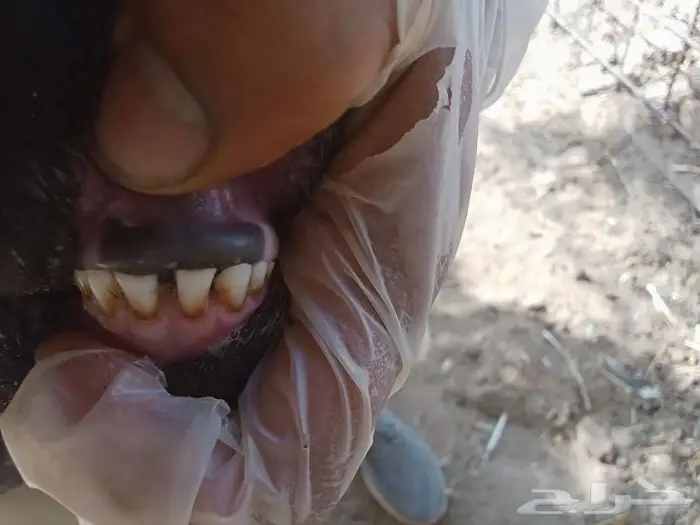 تم البيع تم البيع ارخال نجد وهجين 2