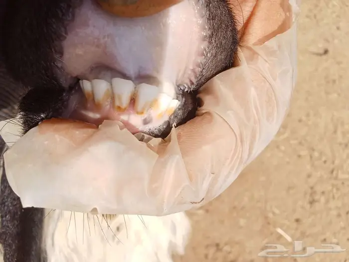 تم البيع تم البيع ارخال نجد وهجين 3