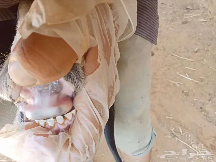 تم البيع تم البيع ارخال نجد وهجين 7