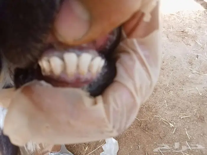 تم البيع تم البيع ارخال نجد وهجين 6