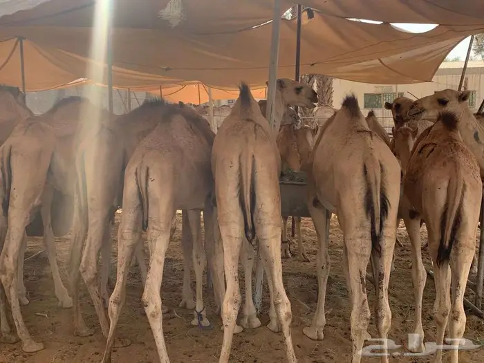 قعدان حشو مفاريد بسوم تنافسي 3