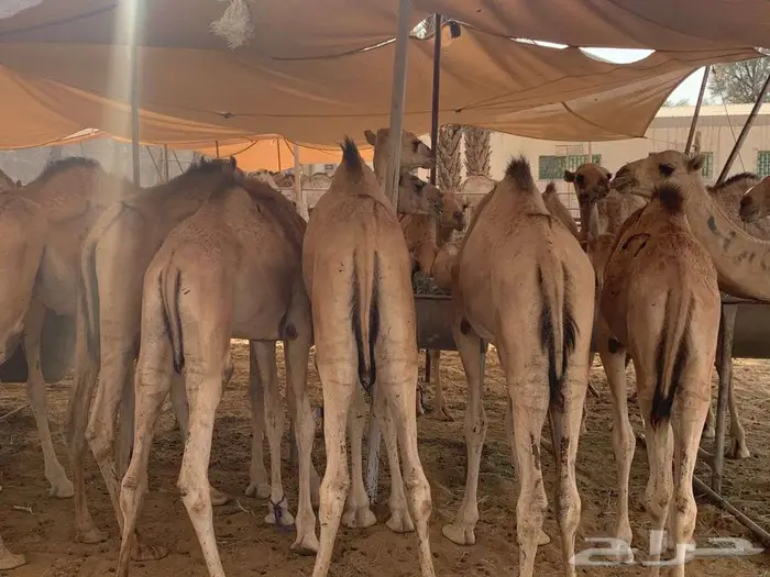 قعدان حشو مفاريد بسوم تنافسي 2