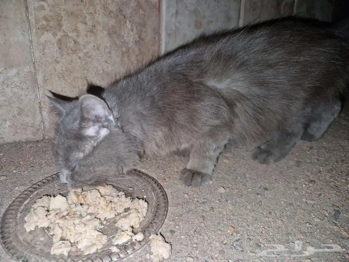 قطة مفقودة 2