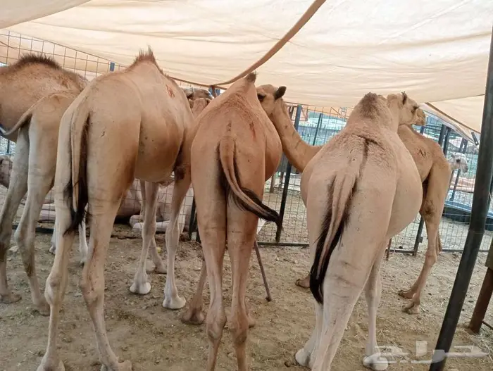 قعدان لحوم طازجه.. تربية على اصولها واسعار جمله الجمله 0