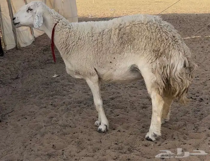 للبيع شاه صنف ومن حلال صقر العصيمي شاه طاشه وشرط ديد سلم 1