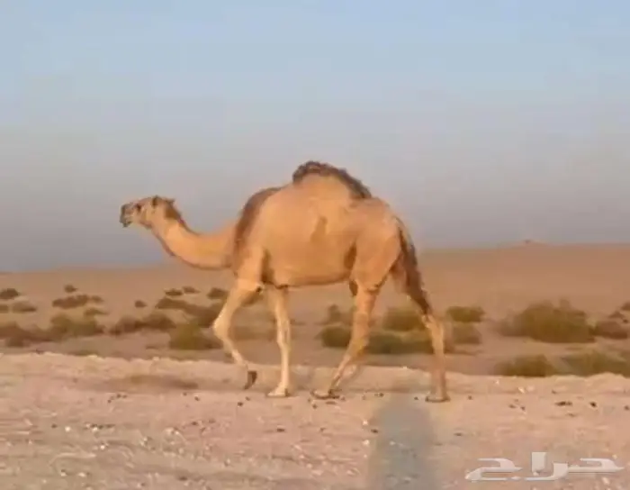 ناقه كفو شقحا ضريبه للبيع .. 0