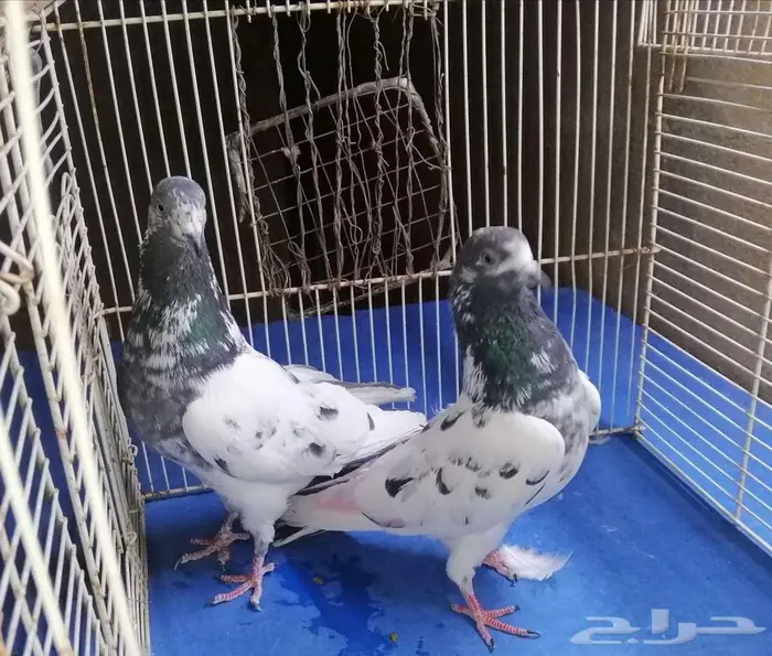 حمام باكستلني 3