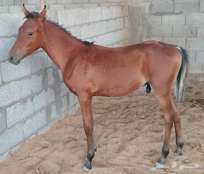 مهر اربع اشهر 1