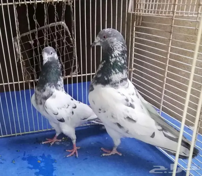 حمام باكستلني 2