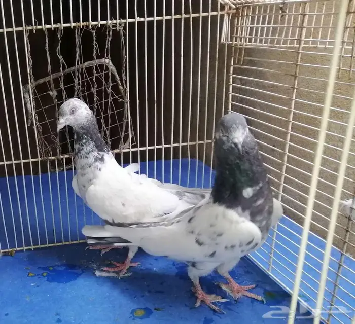 حمام باكستلني 7