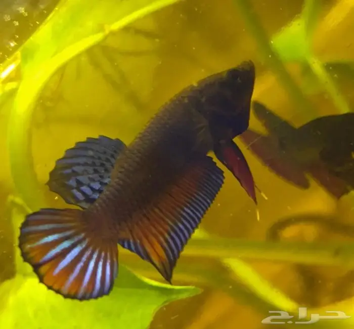 جوز wild betta splendens 3