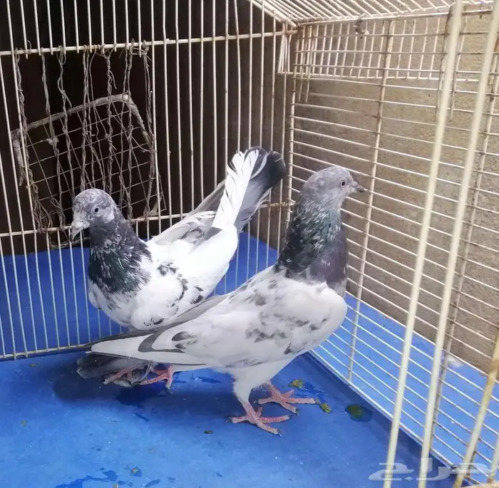 حمام باكستلني 4