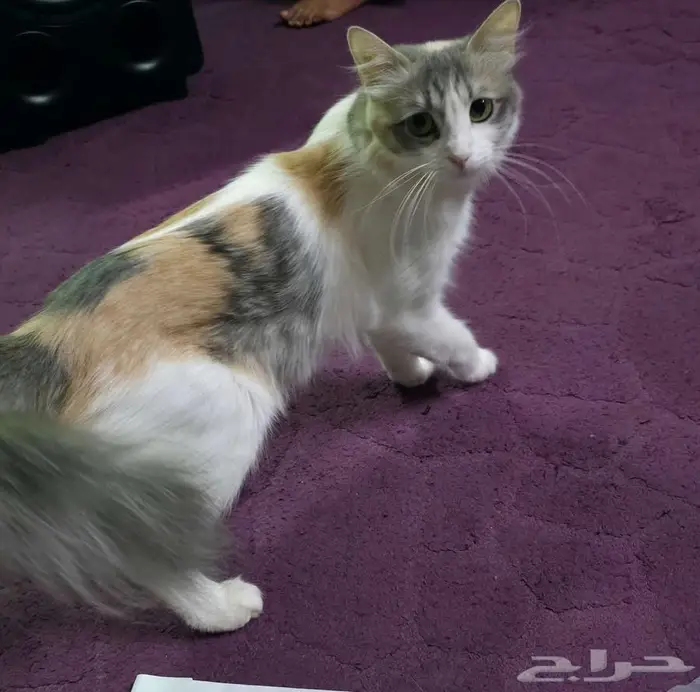 قطة أنثى هجين للتبني 2