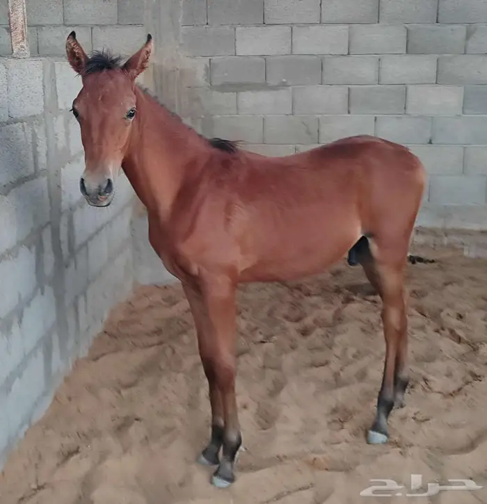 مهر اربع اشهر 0