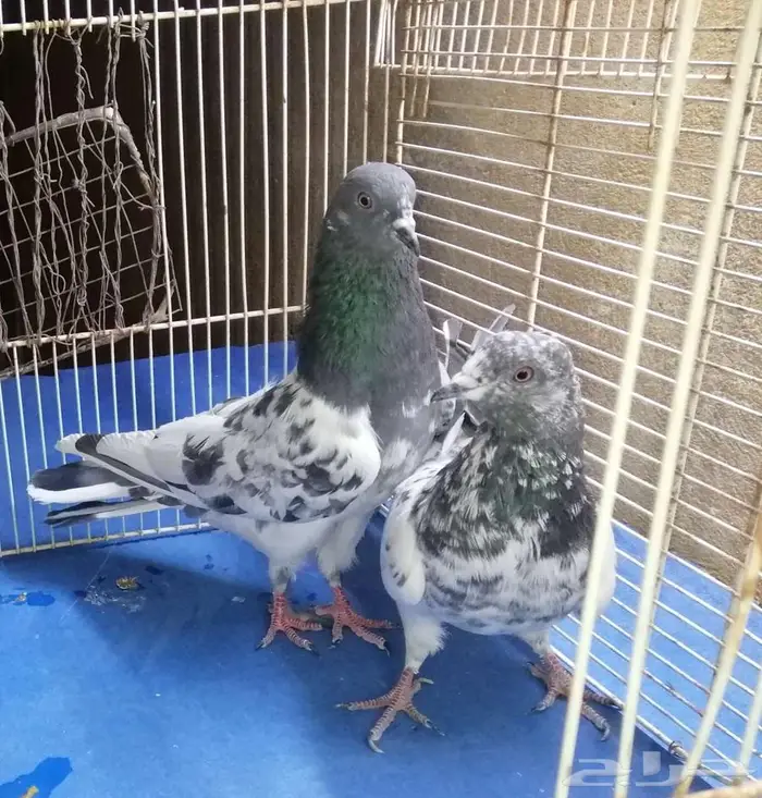 حمام باكستلني 8
