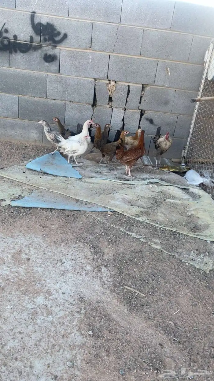 دجاج 5