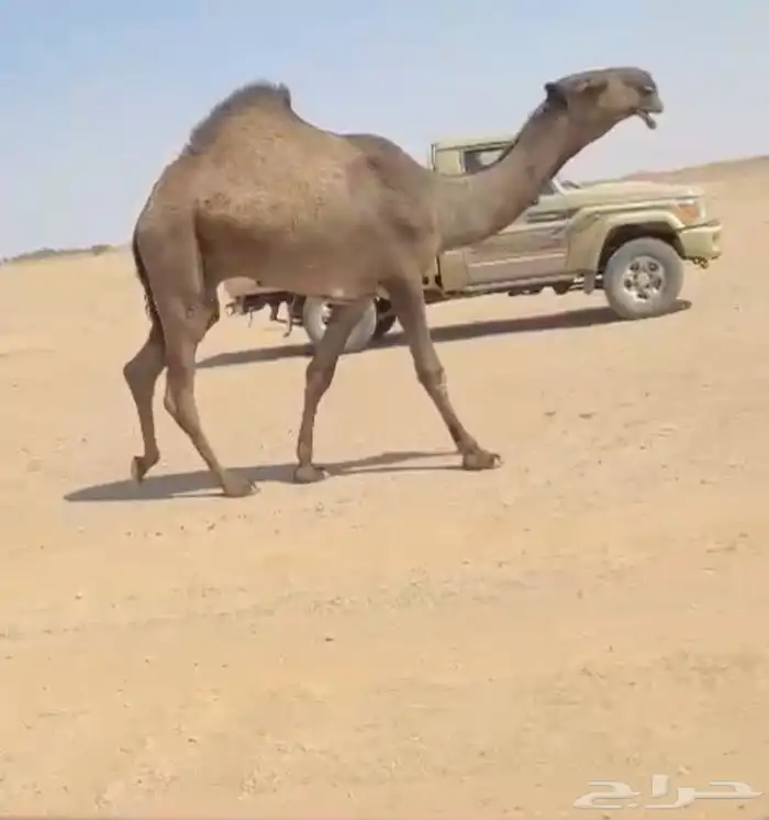 حق دبياني 0