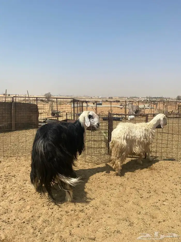 للبيع شياه نجد طيبة بفحلها 5